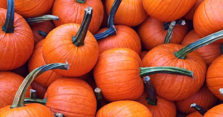 Pumpkin spice and everything nice