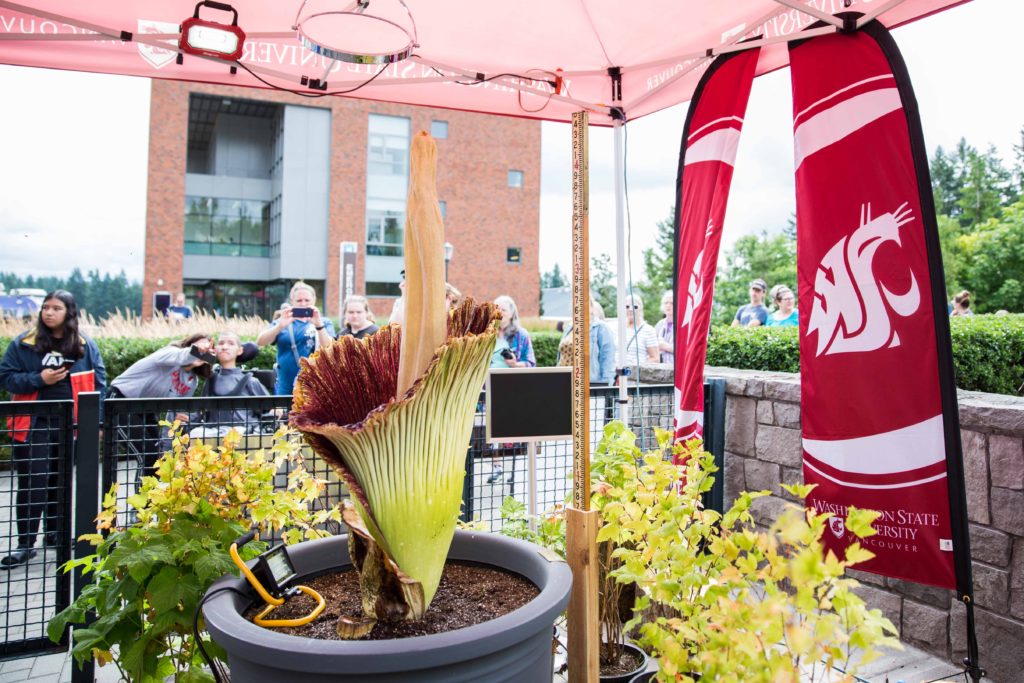 Titan VanCoug, rare corpse flower blooms, creating a buzz & stench on campus