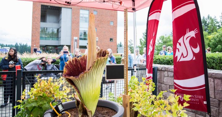 Titan VanCoug, rare corpse flower blooms, creating a buzz & stench on campus