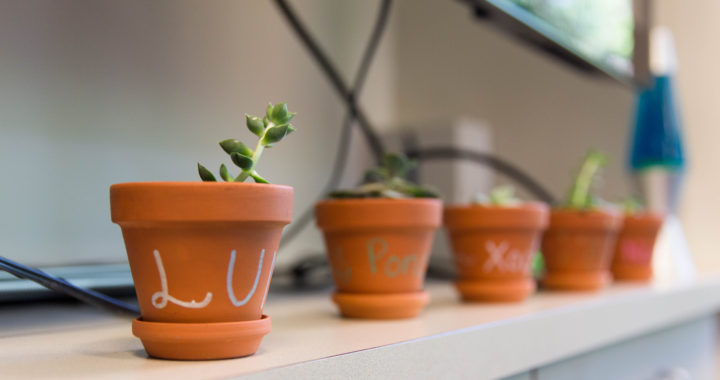 Diversity grows within the Center for Intercultural Learning and Affirmation organization