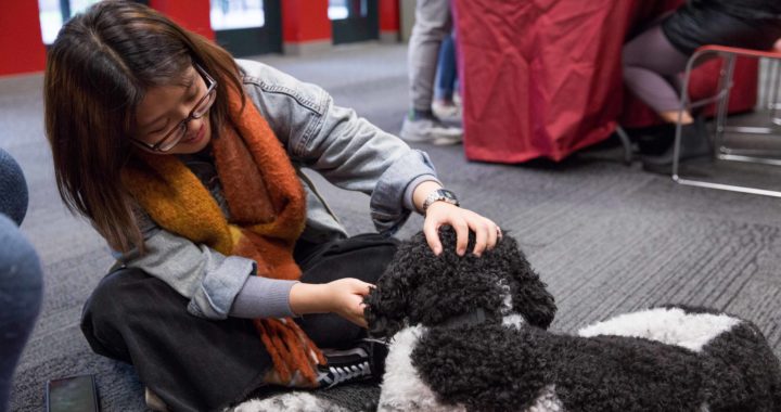 Finals are “ruff”: students de-stress with dogs during dead week