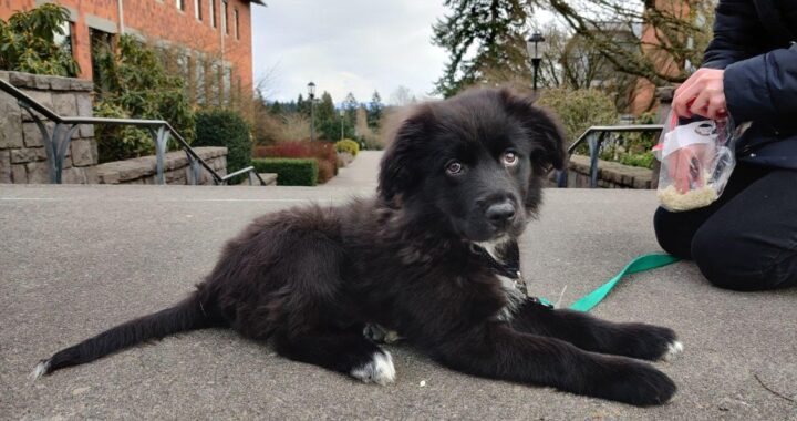 Advice from a new pet parent