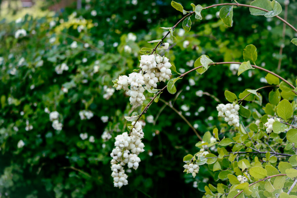 The need for native plants in WSU Vancouver’s ecosystem