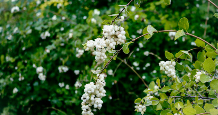 The need for native plants in WSU Vancouver’s ecosystem