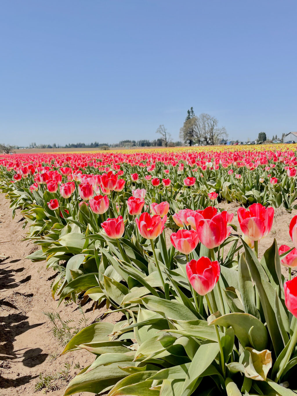 In bloom: Where to see flowers this spring
