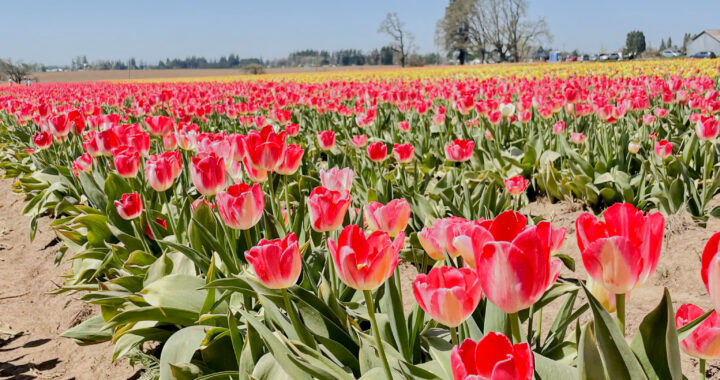 In bloom: Where to see flowers this spring