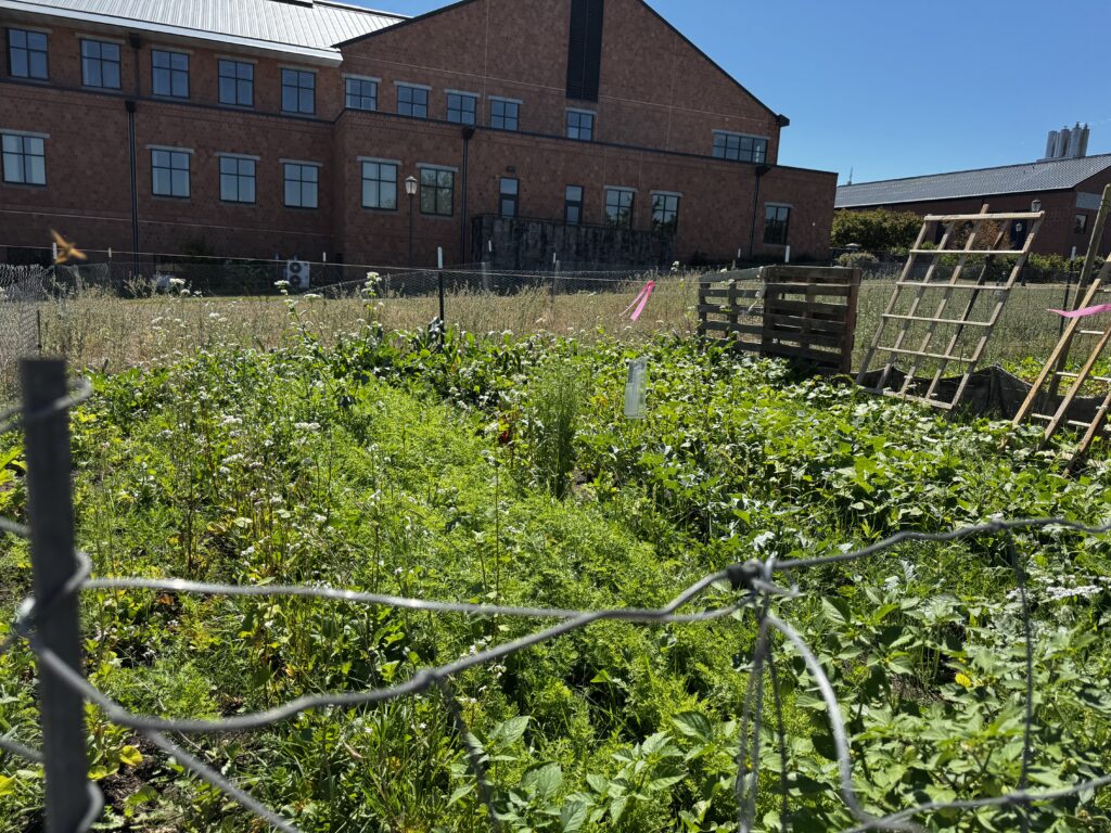The Campus Garden at WSU Vancouver. (D Turk/The VanCougar)