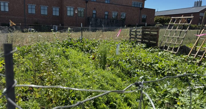 Campus Garden aims to grow