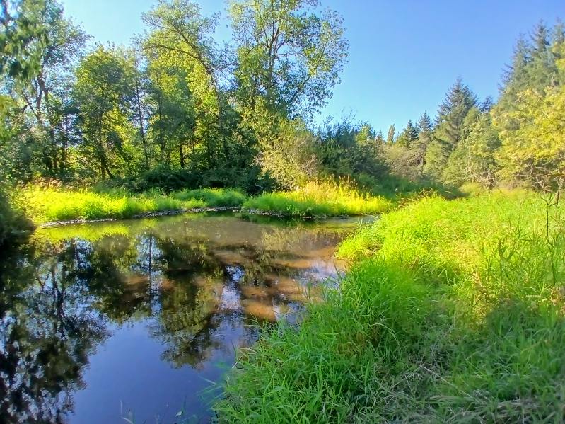 Water and greenery near the WSUV campus. (Chris Turk/The VanCougar)