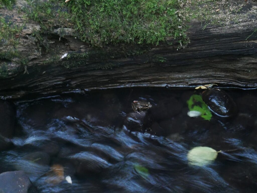 A frog sits beneath a log in the stream. (Chris Turk/The VanCougar)