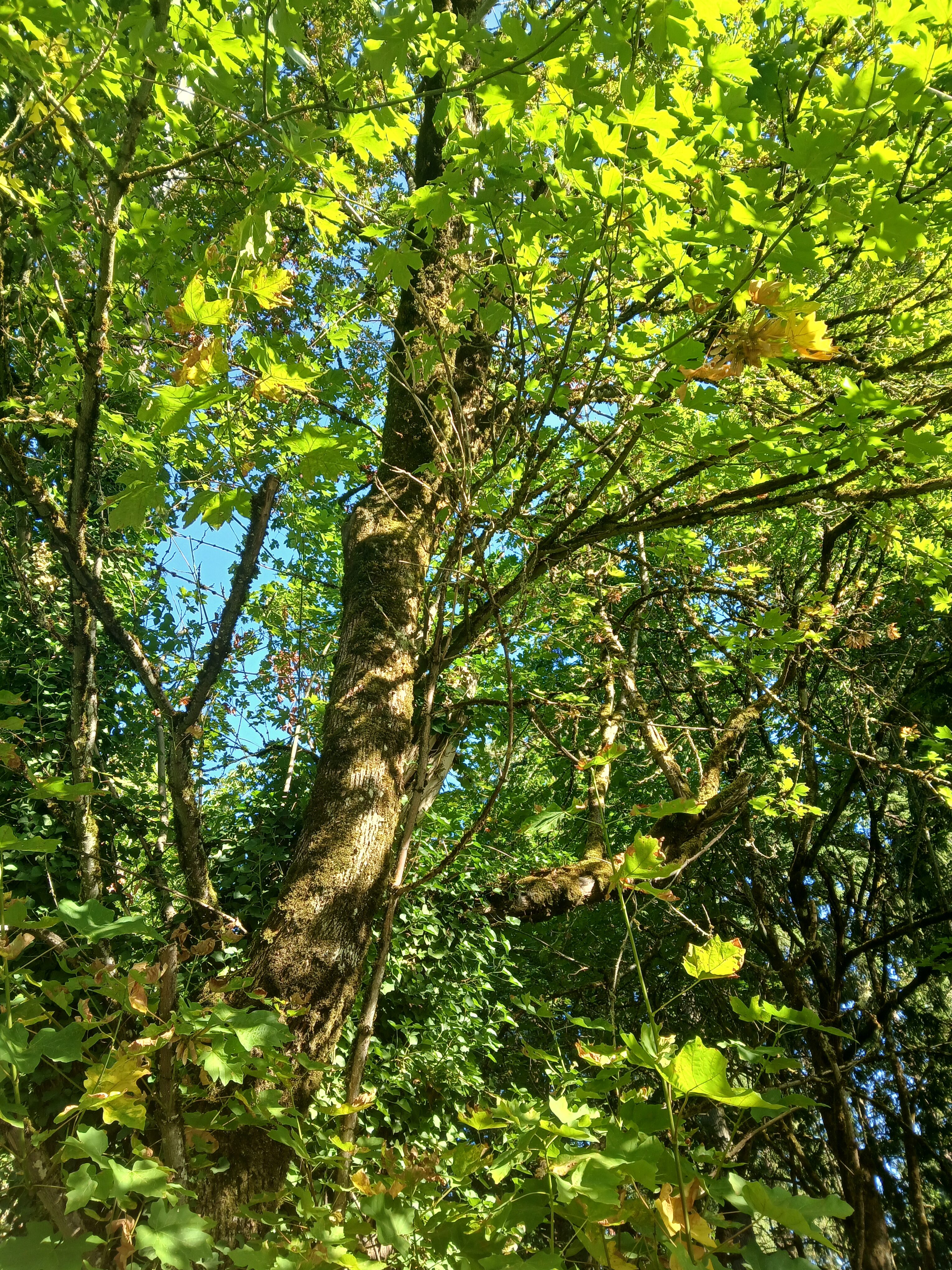 A bigleaf maple tree's trunk and leaves at WSU Vancouver. (Chris Turk/The VanCougar)