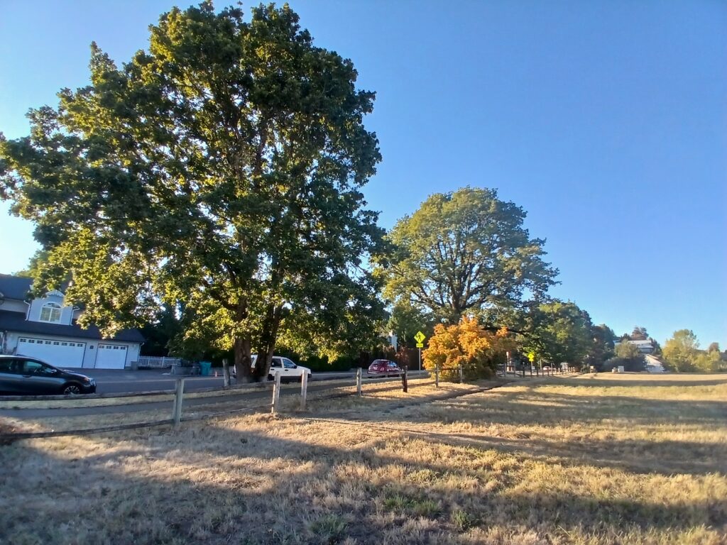 An Oregon white oak tree behind a fence at WSU Vancouver. (Chris Turk/The VanCougar)