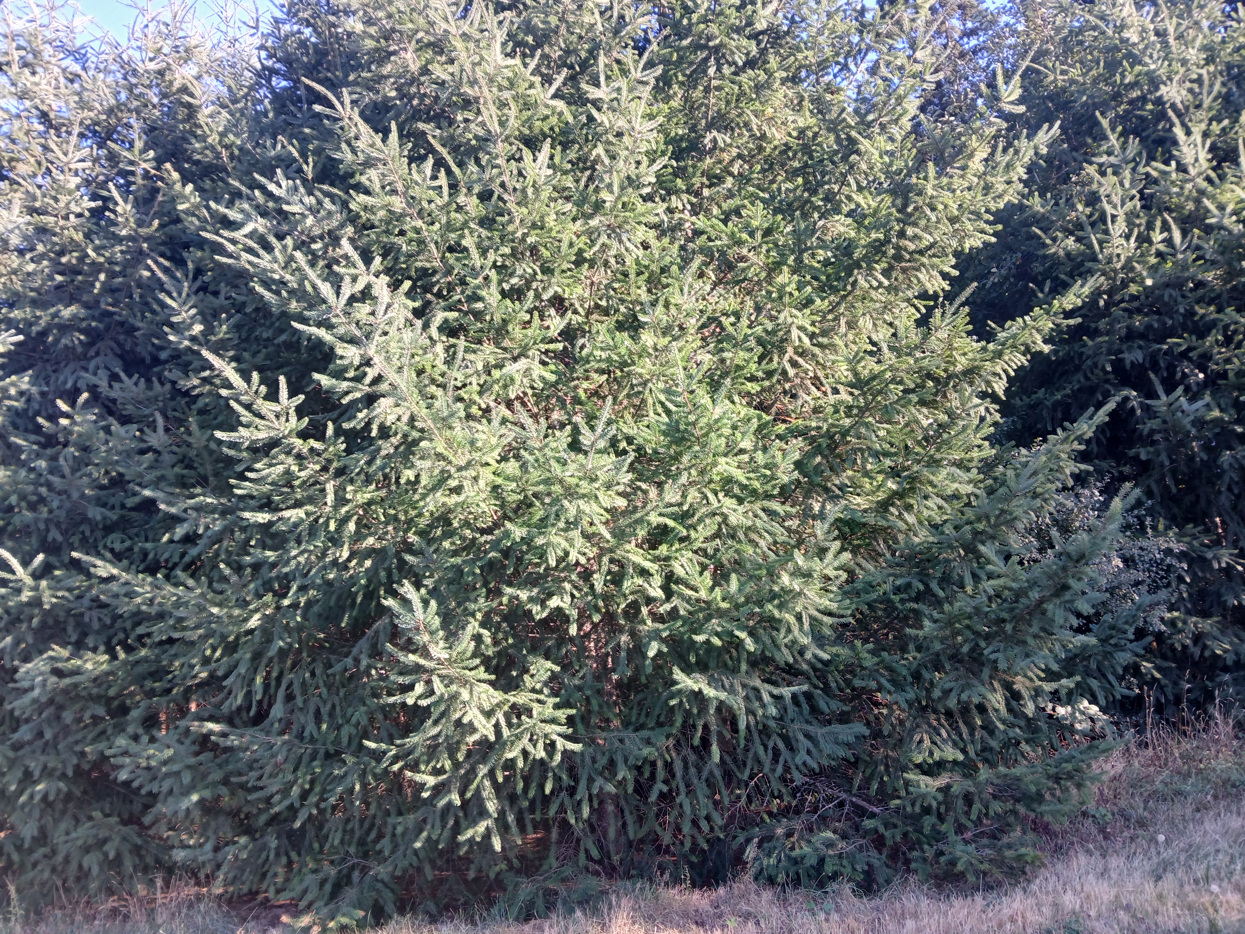 A Sitka spruce tree up close at WSU Vancouver. (Chris Turk/The VanCougar)