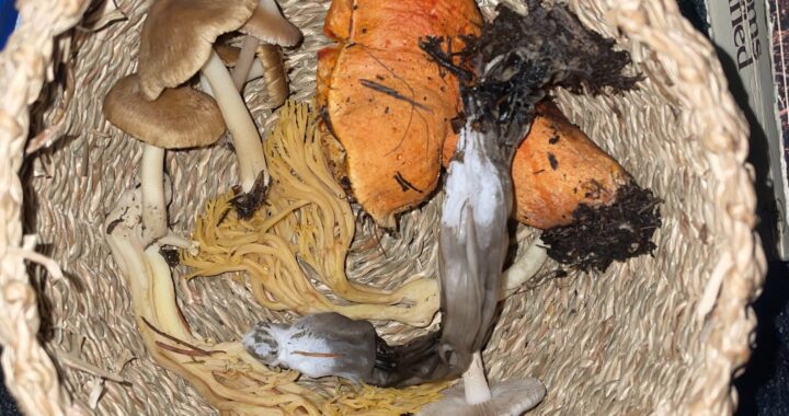 Savory (and local!) fall fungi: Where to start with cooking