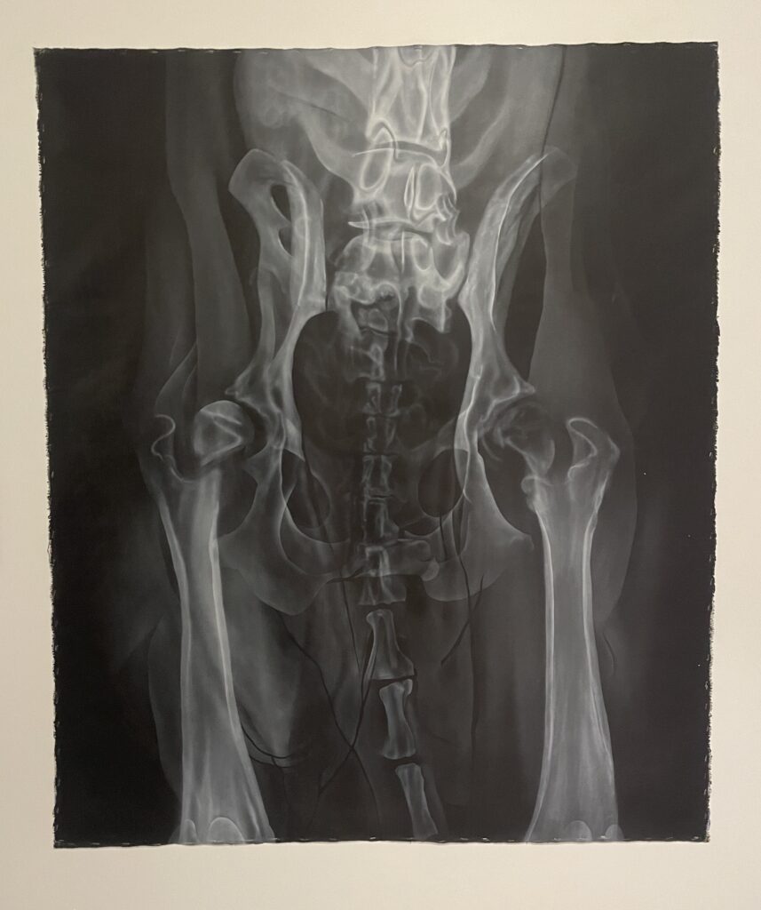 "GERMAN SHEPHERD (CL-003D)" - An x-ray painting of a German Shepherd's pelvis and tail. (Jonah Barnett/The VanCougar)