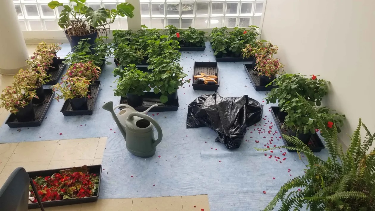 Some of the plants used in biology courses at WSU-V. (Pip Swinger / The VanCougar)