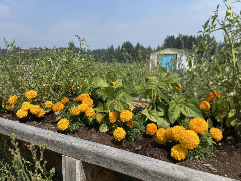 Photo of WSUV Community Garden (Ashlynn Fredendall/VanCougar)