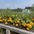 The Growth of WSUV’s Student Garden, Its Impact, and What Its Future Holds