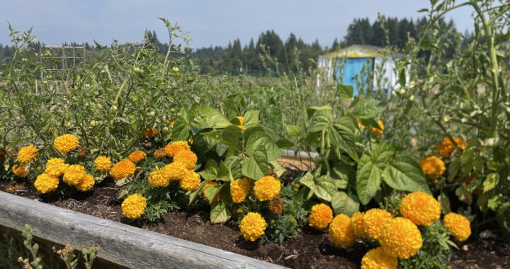 The Growth of WSUV’s Student Garden, Its Impact, and What Its Future Holds