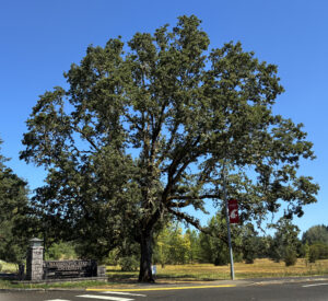 Photo of Garry Oak (Courtesy of Jon Anderson)