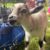 Goats, Candidates, and Civic Engagement Come to WSUV