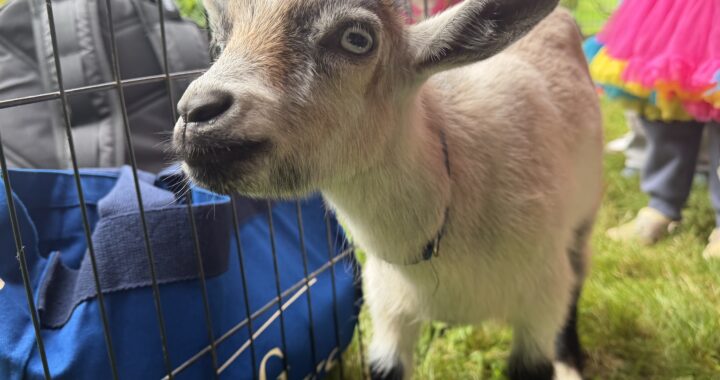 Goats, Candidates, and Civic Engagement Come to WSUV